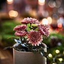 FEJKA Artificial potted plant - in/outdoor/Chrysanthemums pink 9 cm