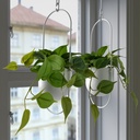 FEJKA Artificial potted plant - in/outdoor Golden Pothos/hanging 12 cm