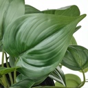 FEJKA Artificial potted plant - in/outdoor Golden Pothos/hanging 12 cm