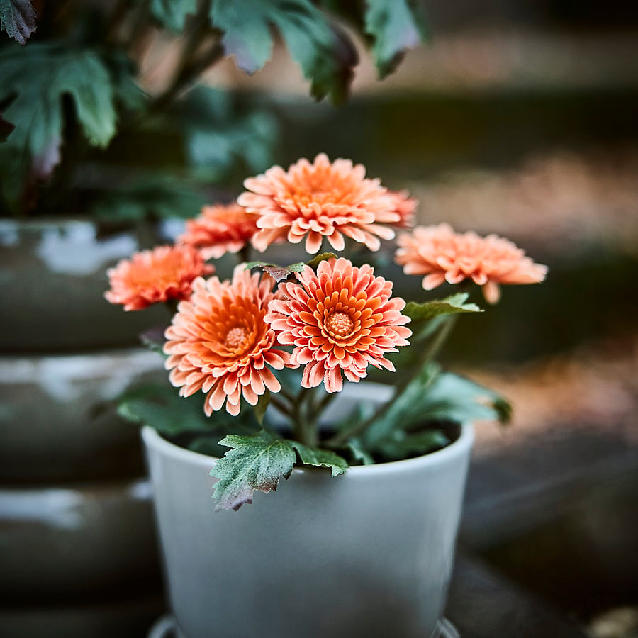FEJKA Artificial potted plant - in/outdoor/Chrysanthemums orange 9 cm