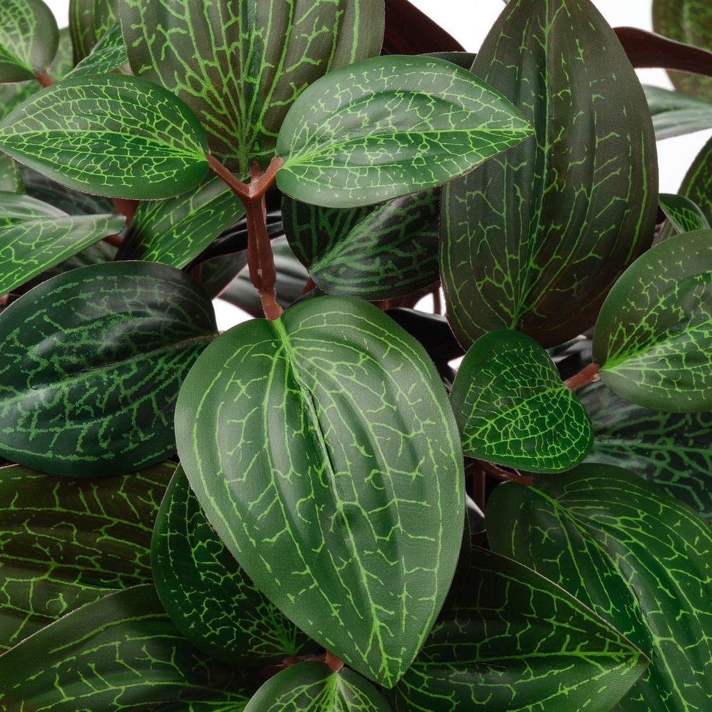 FEJKA Artificial potted plant - in/outdoor Jewel orchid 9 cm