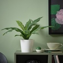 FEJKA Artificial potted plant - in/outdoor Crocodile fern 12 cm