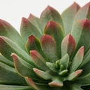 FEJKA Artificial potted plant, set of 3 - in/outdoor Succulent