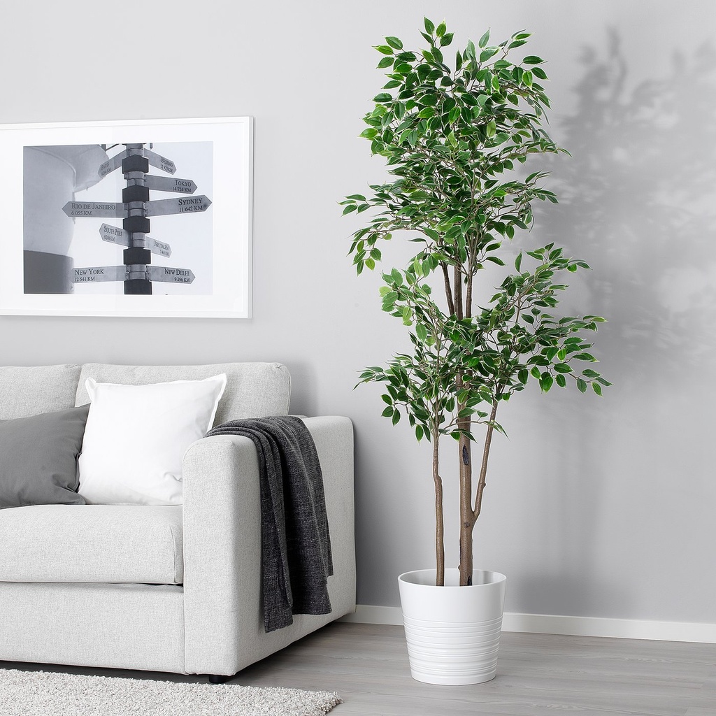FEJKA Artificial potted plant - indoor/outdoor Weeping fig 8 ¼ "