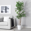 FEJKA Artificial potted plant - indoor/outdoor Weeping fig 8 ¼ "