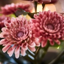 FEJKA Artificial potted plant - in/outdoor/Chrysanthemums pink 9 cm