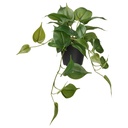FEJKA Artificial potted plant - in/outdoor Golden Pothos/hanging 12 cm
