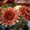 FEJKA Artificial potted plant - in/outdoor/Chrysanthemums orange 9 cm