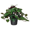 FEJKA Artificial potted plant - in/outdoor Jewel orchid 9 cm