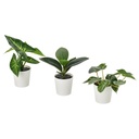 FEJKA Artificial potted plant, set of 3 - in/outdoor leaf
