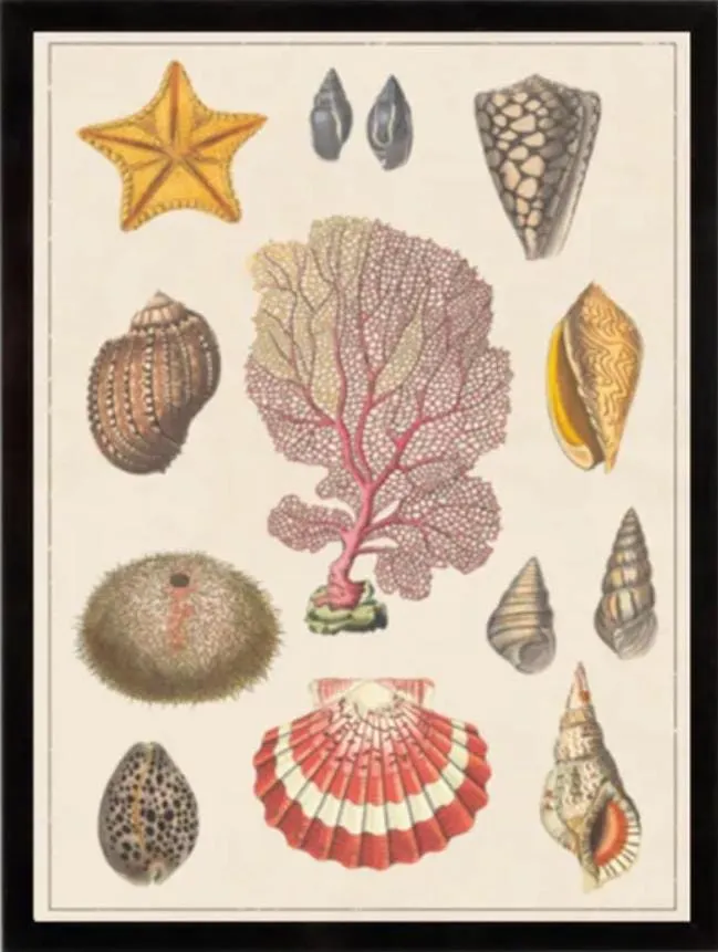 [88757171] Stampa incornicate 24.7× 30.7cm